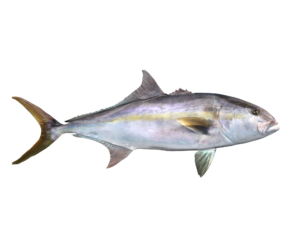 Amberjack