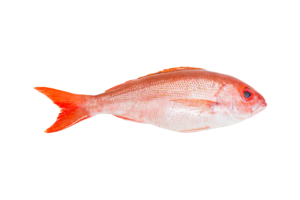 American Red Snapper