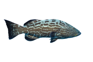 Black Grouper