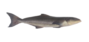 Cobia