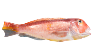 Golden Tilefish