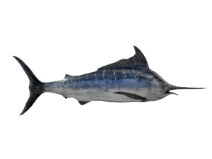 Gulf Swordfish