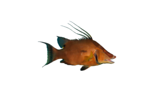 Hogfish