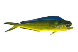 MahiMahi