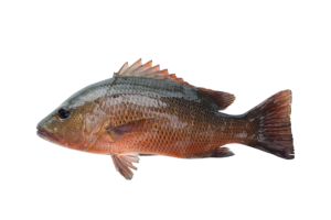 Mangrove Snapper