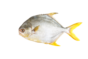 Pompano