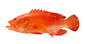 Red Grouper