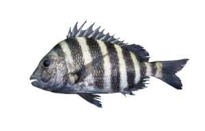 Sheepshead