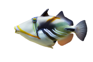 Triggerfish