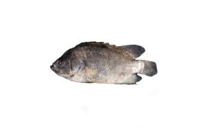Tripletail Fish