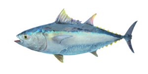 Yellowfin Tuna